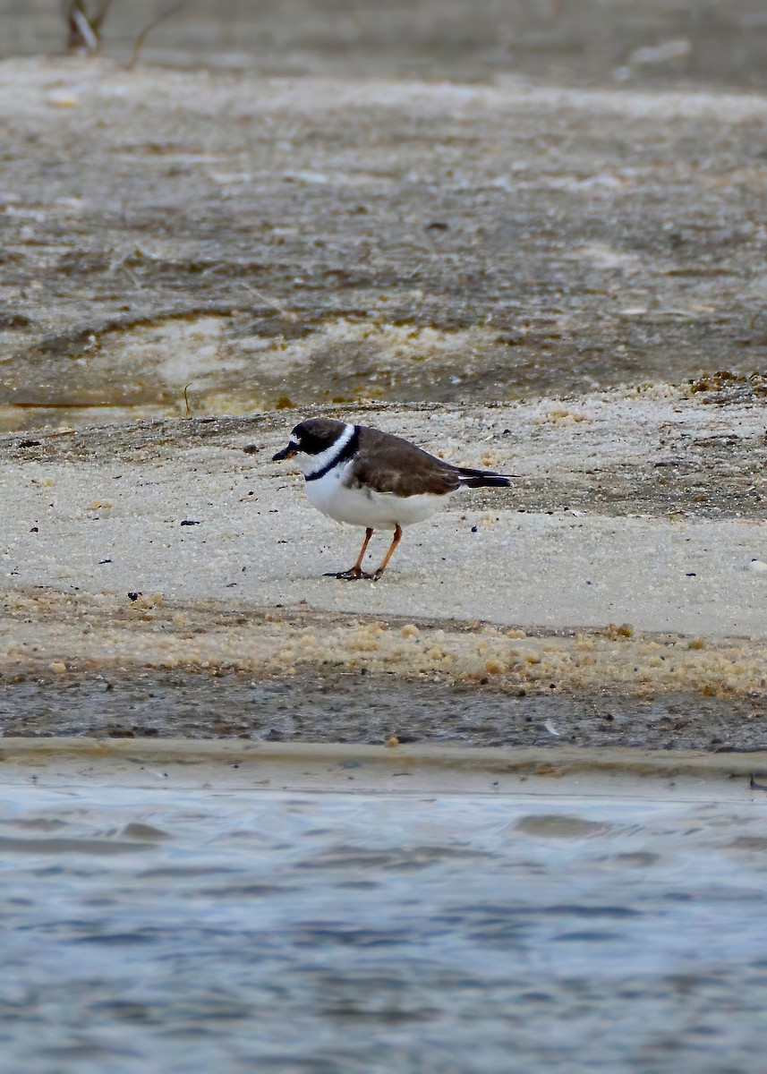 Semipalmated Plover - ML620282707