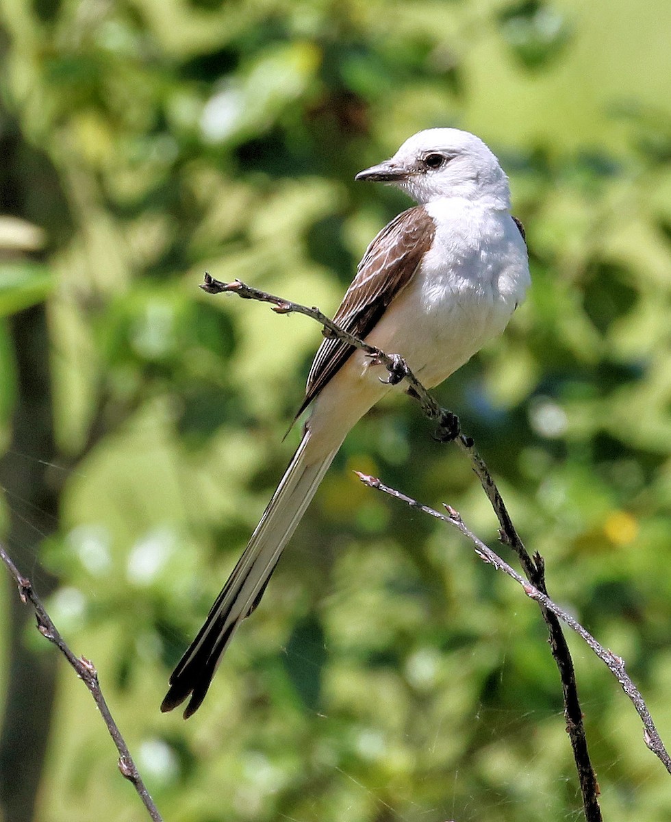 Scissor-tailed Flycatcher - ML620282713