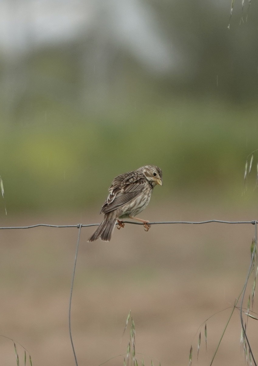 Corn Bunting - ML620282716