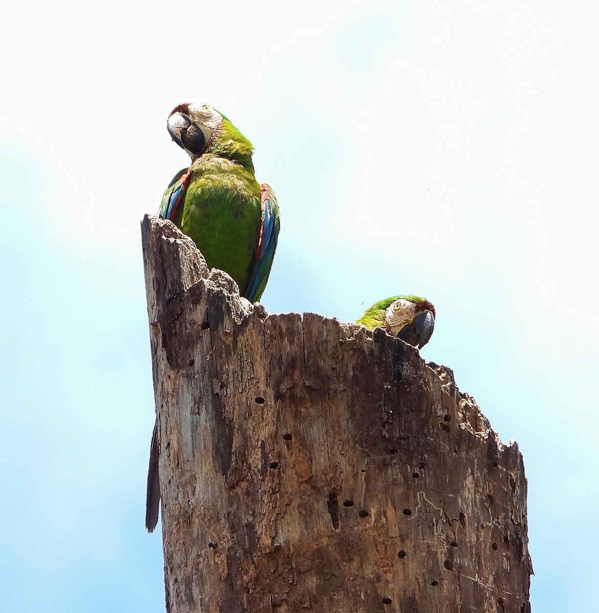 Chestnut-fronted Macaw - ML620282717