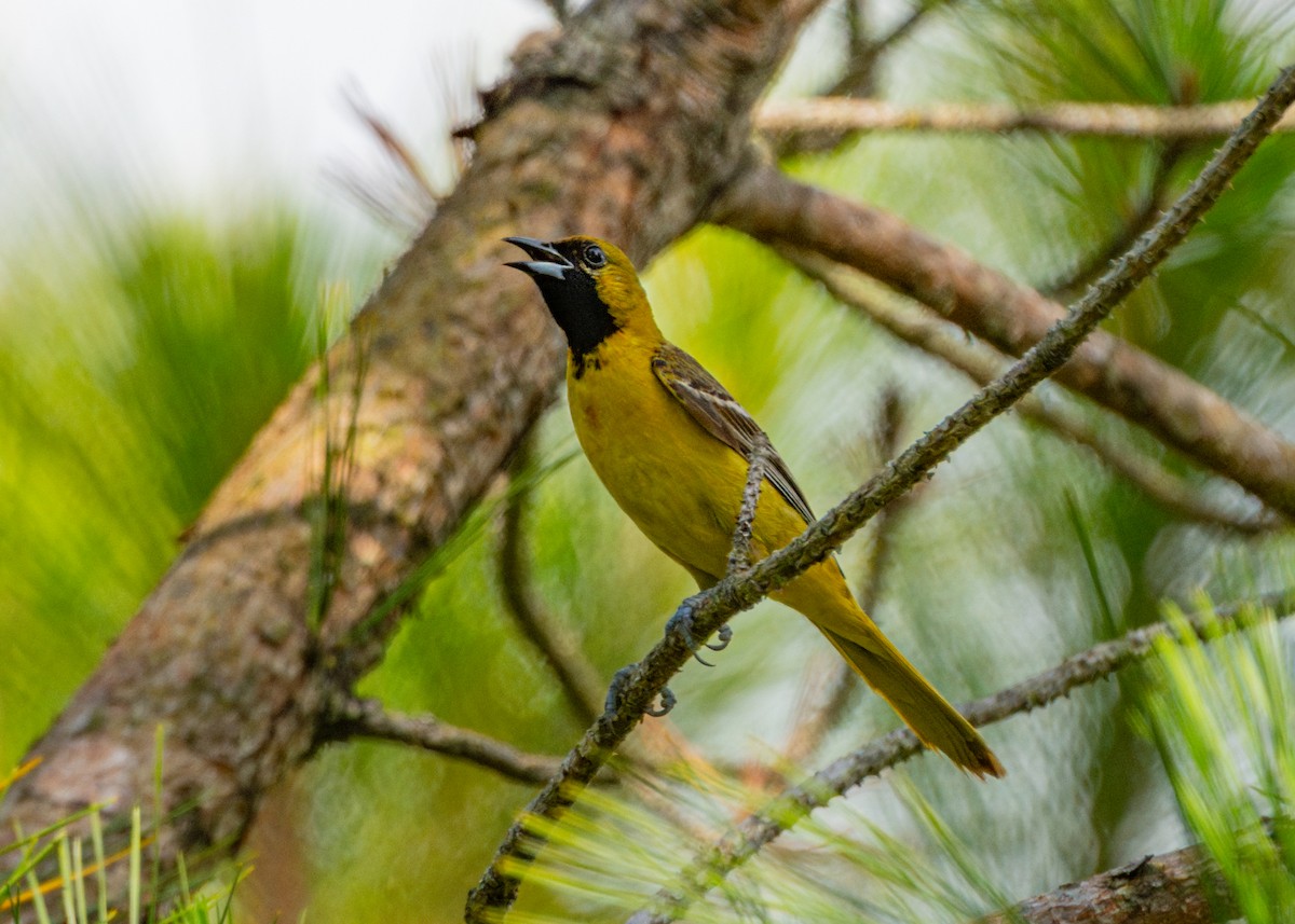 Orchard Oriole - Dori Eldridge