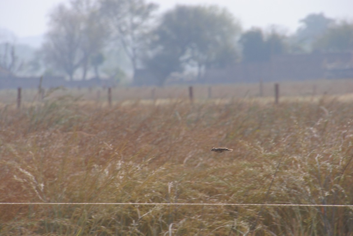 Indian Bushlark - ML620282727