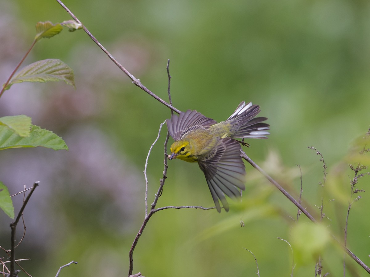 Prairie Warbler - ML620282729