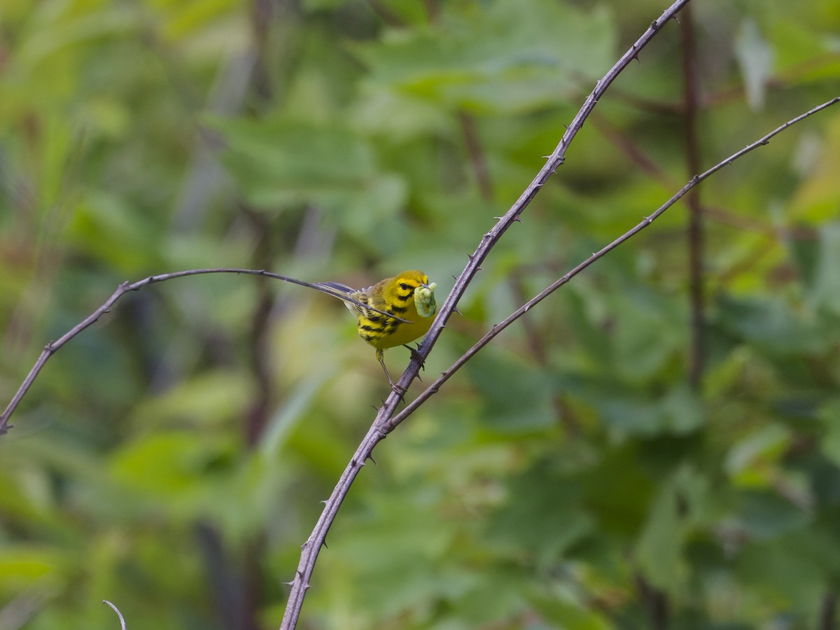 Prairie Warbler - ML620282730