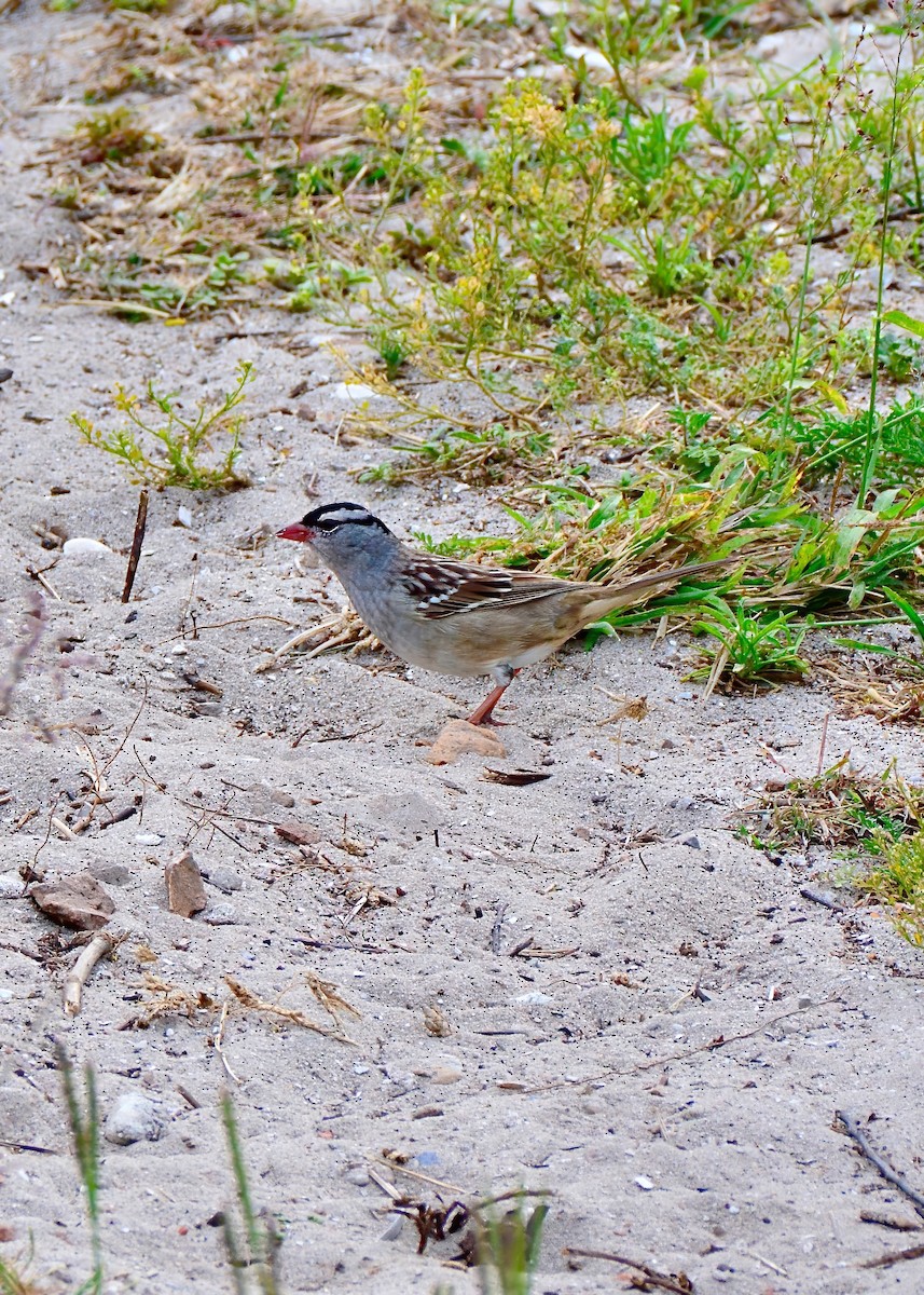 White-crowned Sparrow - ML620282733