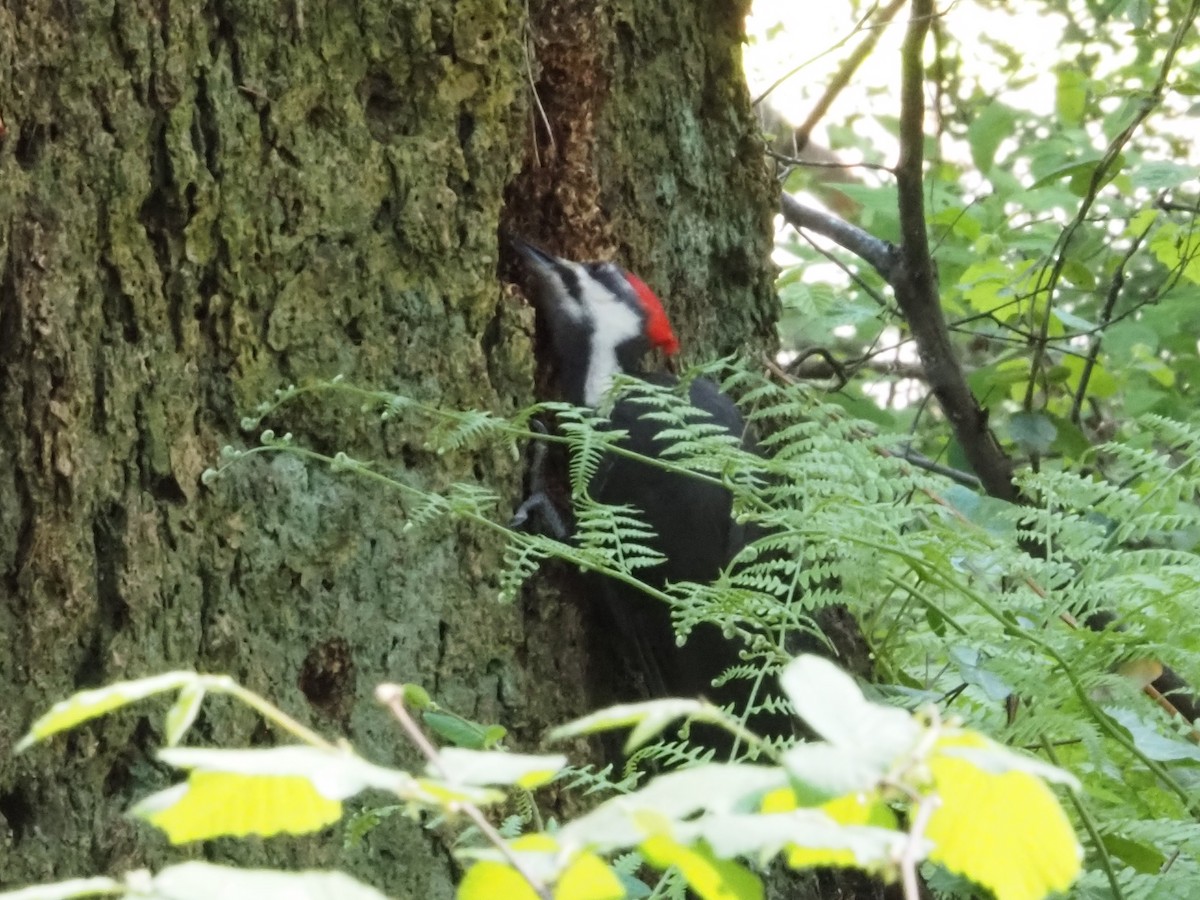 Pileated Woodpecker - ML620282735