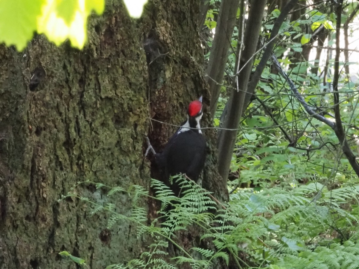 Pileated Woodpecker - ML620282736