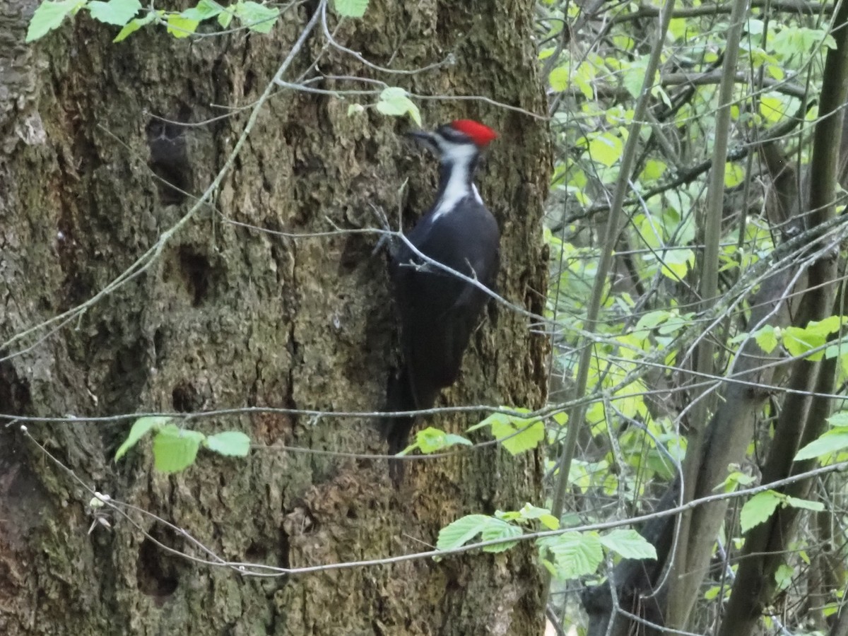 Pileated Woodpecker - ML620282737