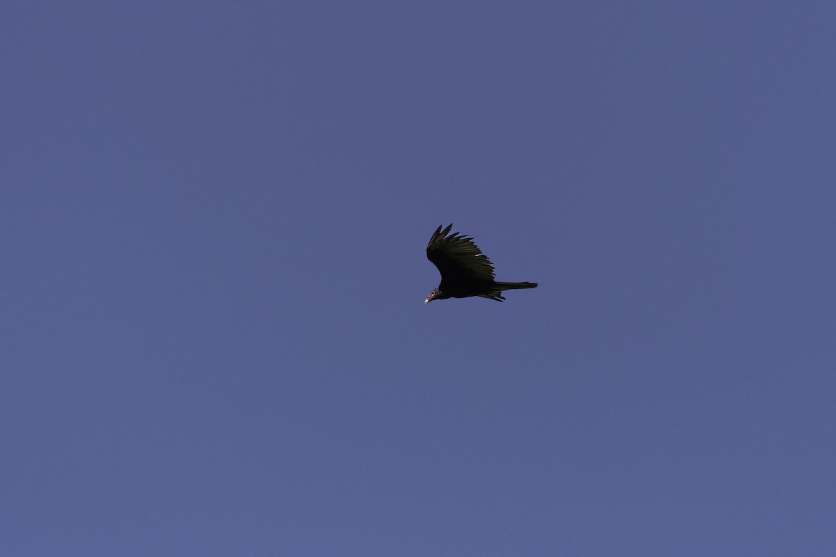 Turkey Vulture - ML620282739