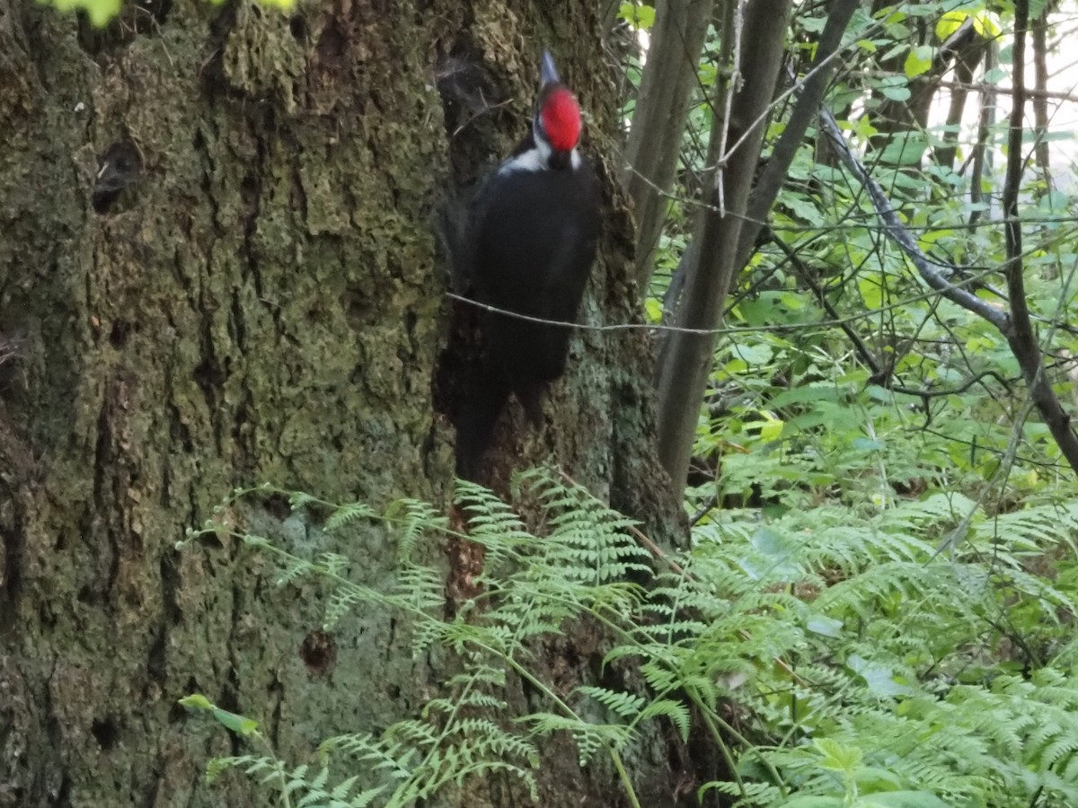 Pileated Woodpecker - ML620282740