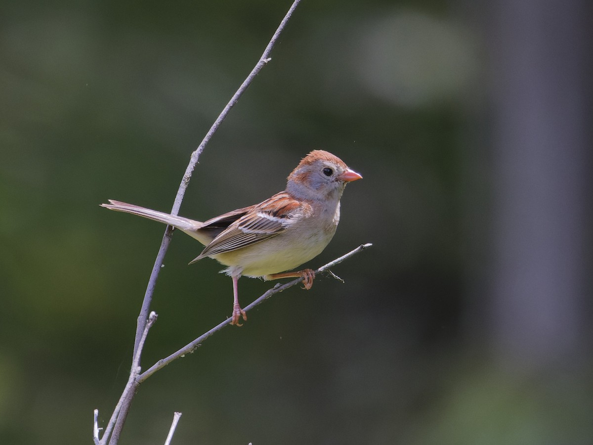 Field Sparrow - ML620282745