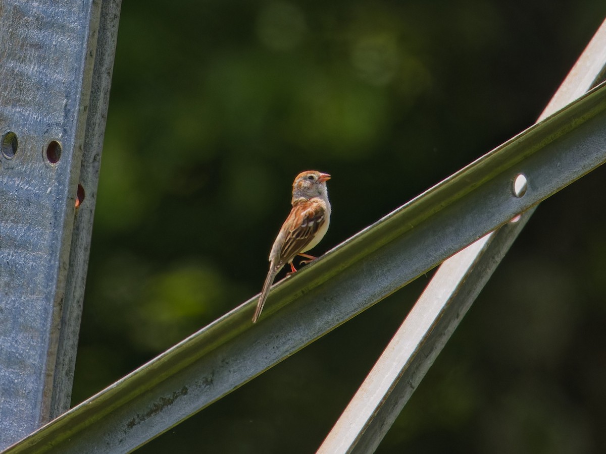 Field Sparrow - ML620282746