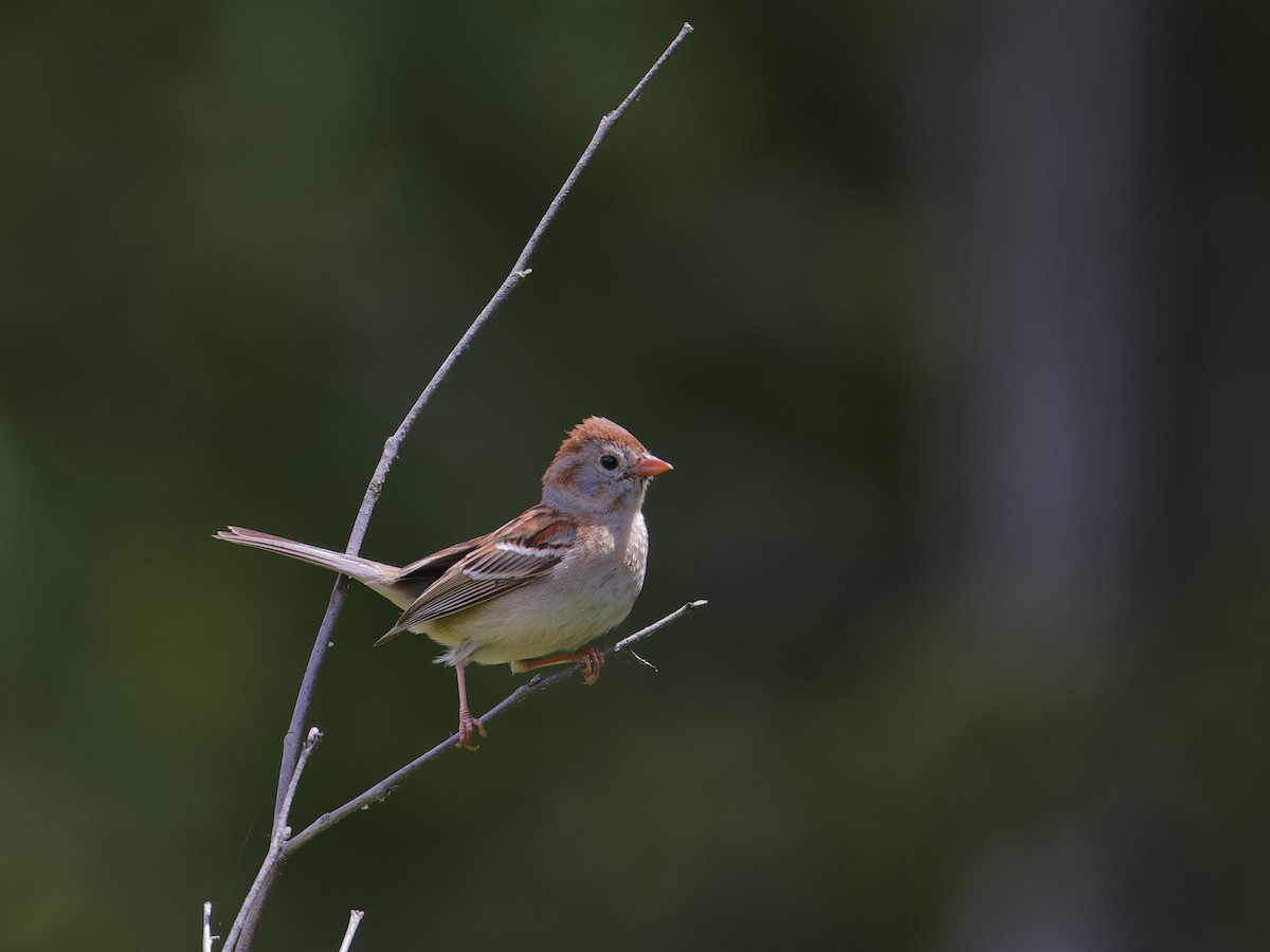 Field Sparrow - ML620282747