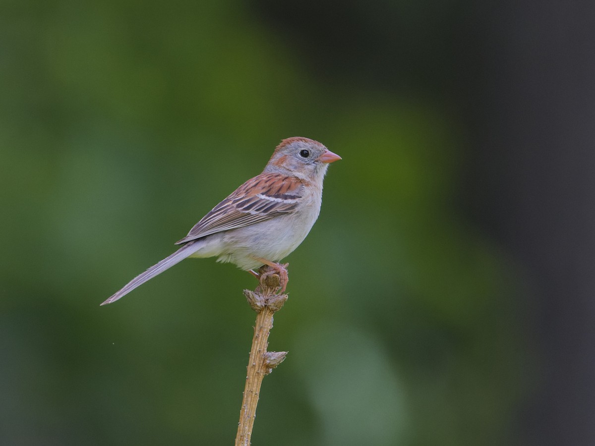 Field Sparrow - ML620282748