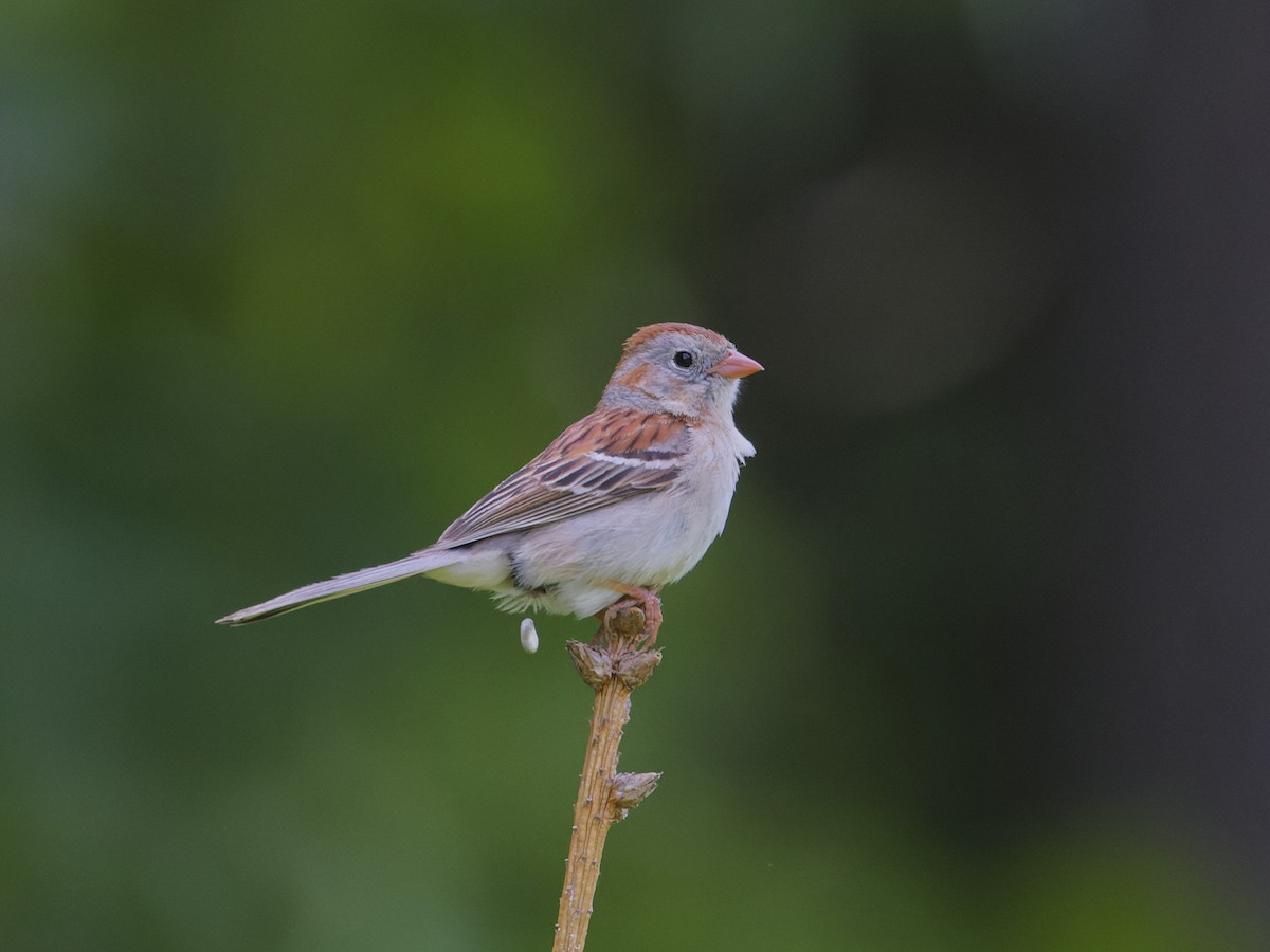 Field Sparrow - ML620282749