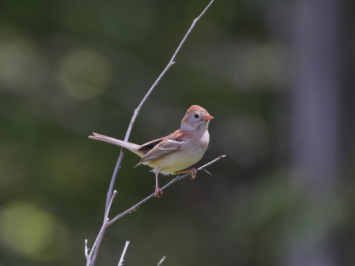 Field Sparrow - ML620282750