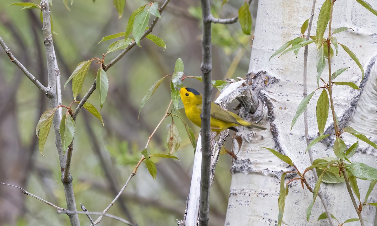 Wilson's Warbler - ML620282751