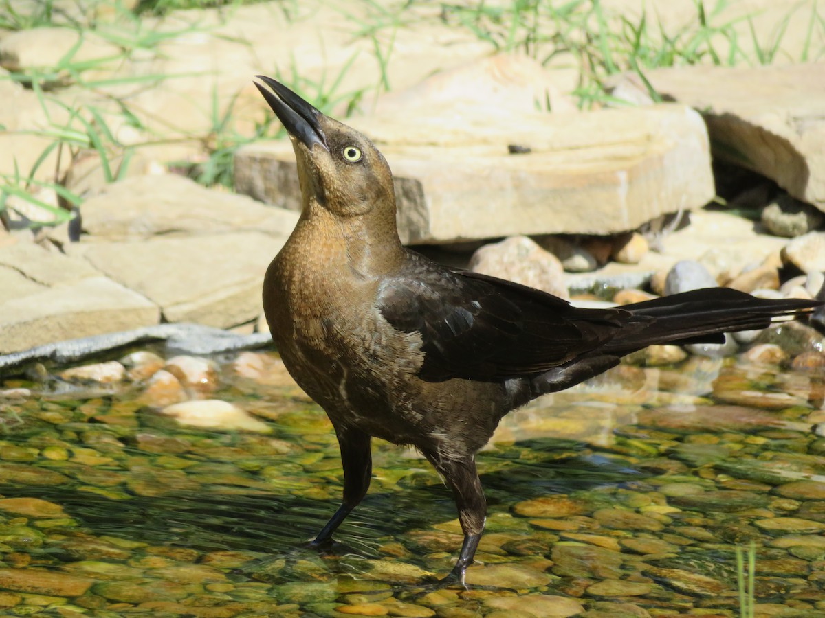 Great-tailed Grackle - ML620282752