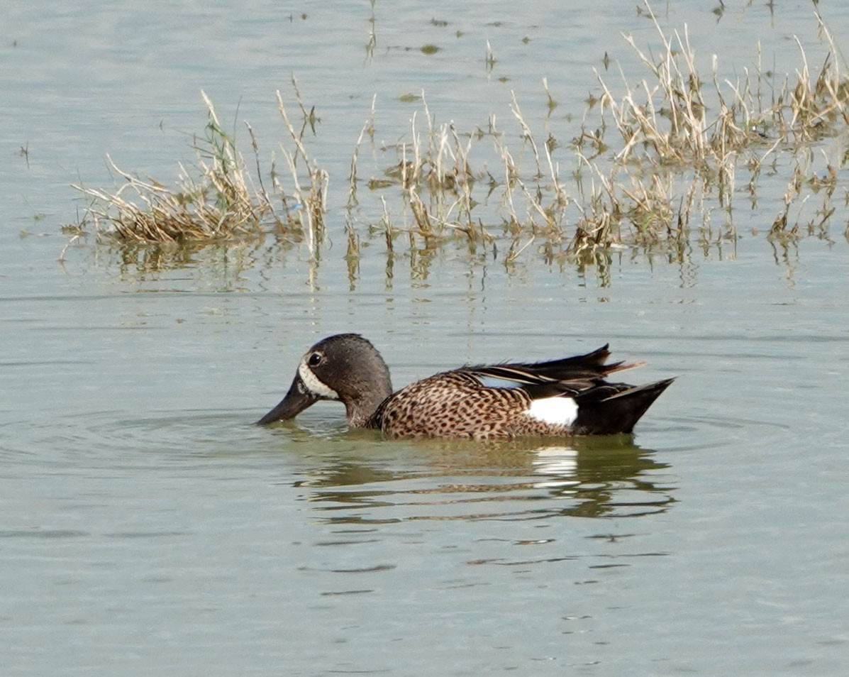 Blue-winged Teal - ML620282754