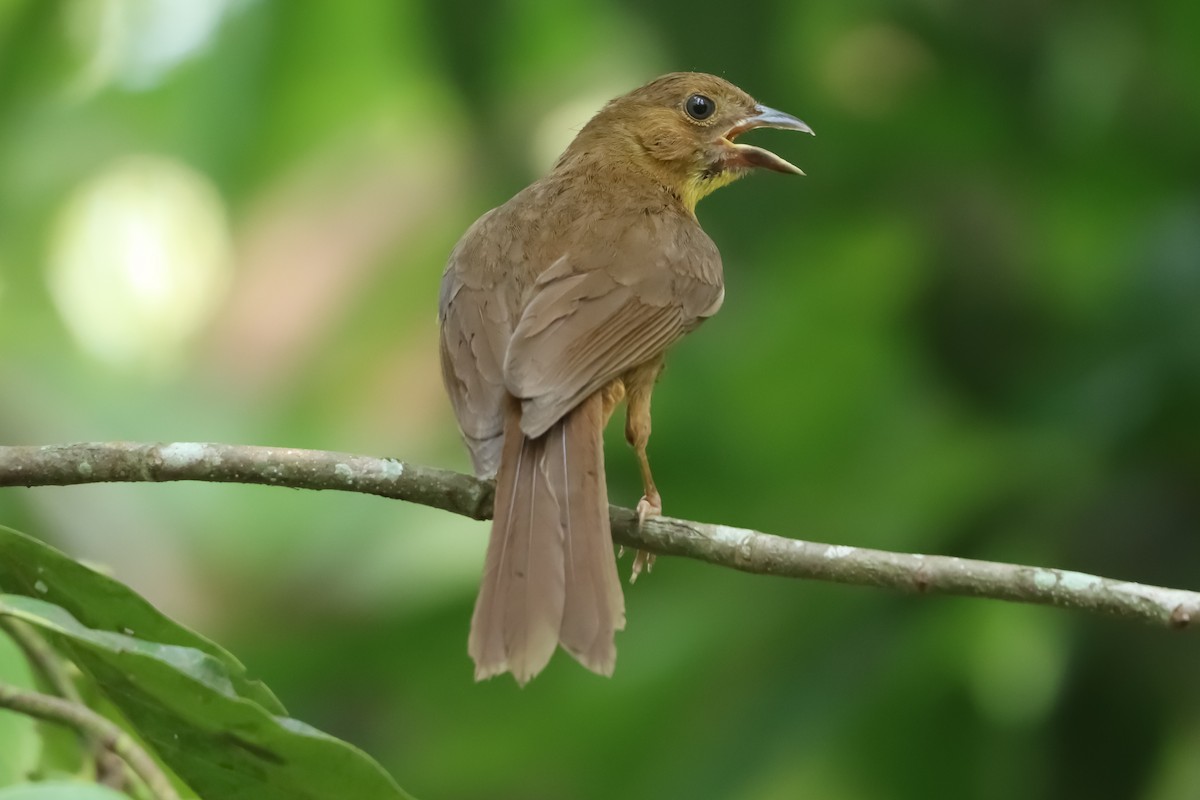 Red-throated Ant-Tanager - ML620282760