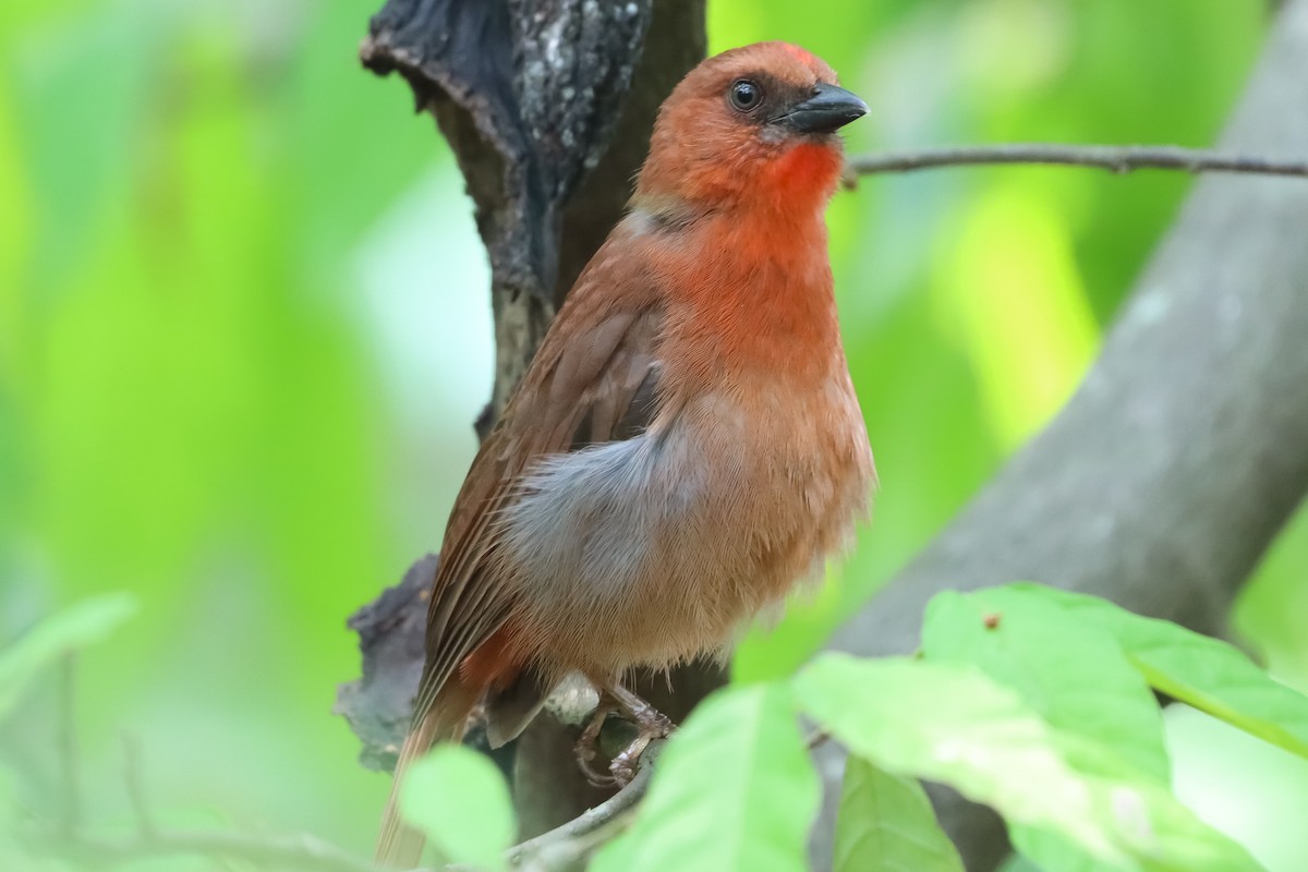 Red-throated Ant-Tanager - ML620282761