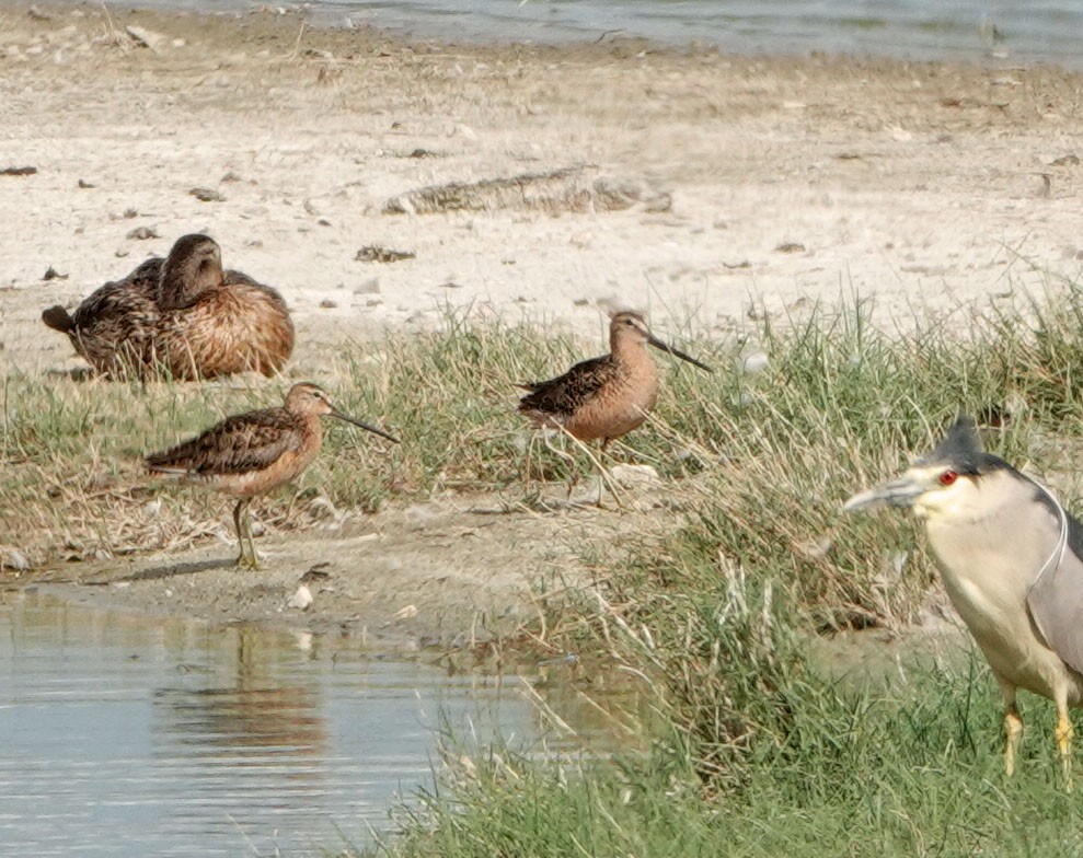 Long-billed Dowitcher - ML620282762