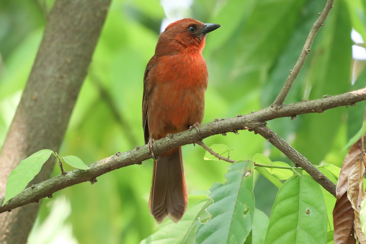 Red-throated Ant-Tanager - Deyner Carreto