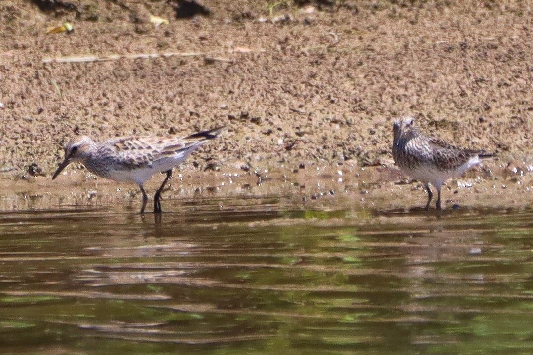 White-rumped Sandpiper - ML620282765