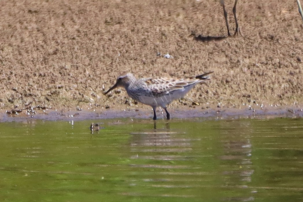 White-rumped Sandpiper - ML620282766