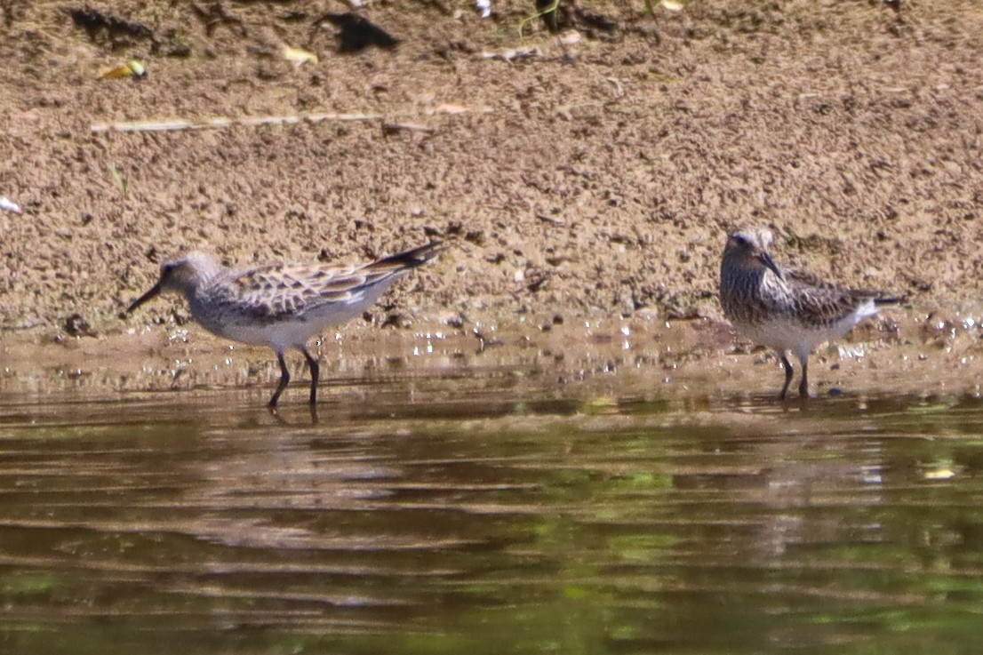 White-rumped Sandpiper - ML620282767