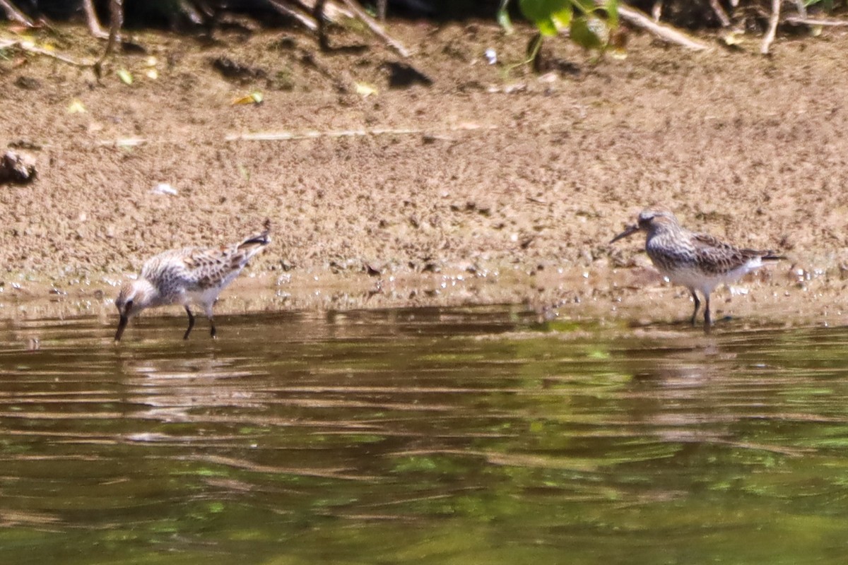 White-rumped Sandpiper - ML620282768