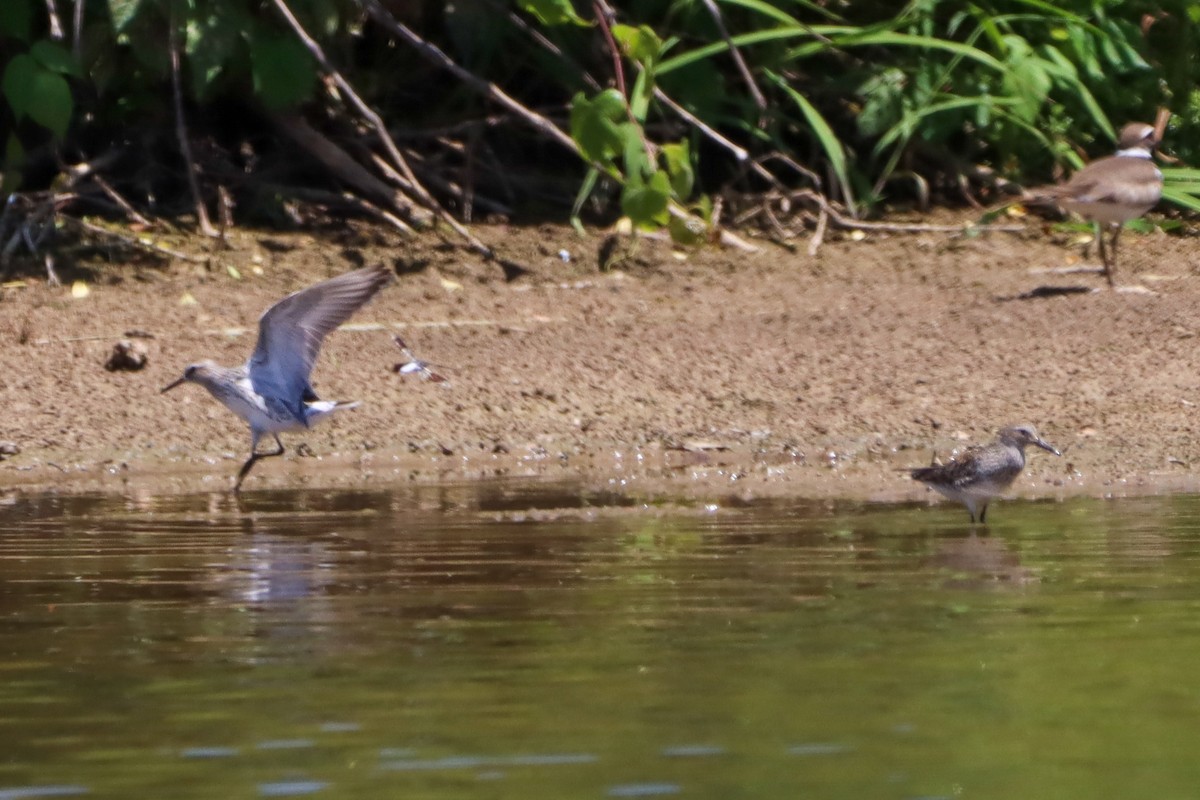 White-rumped Sandpiper - ML620282769