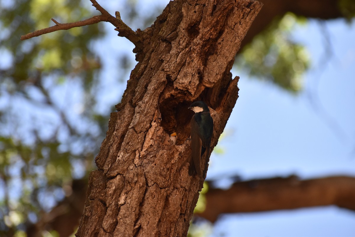 Tree Swallow - ML620282771