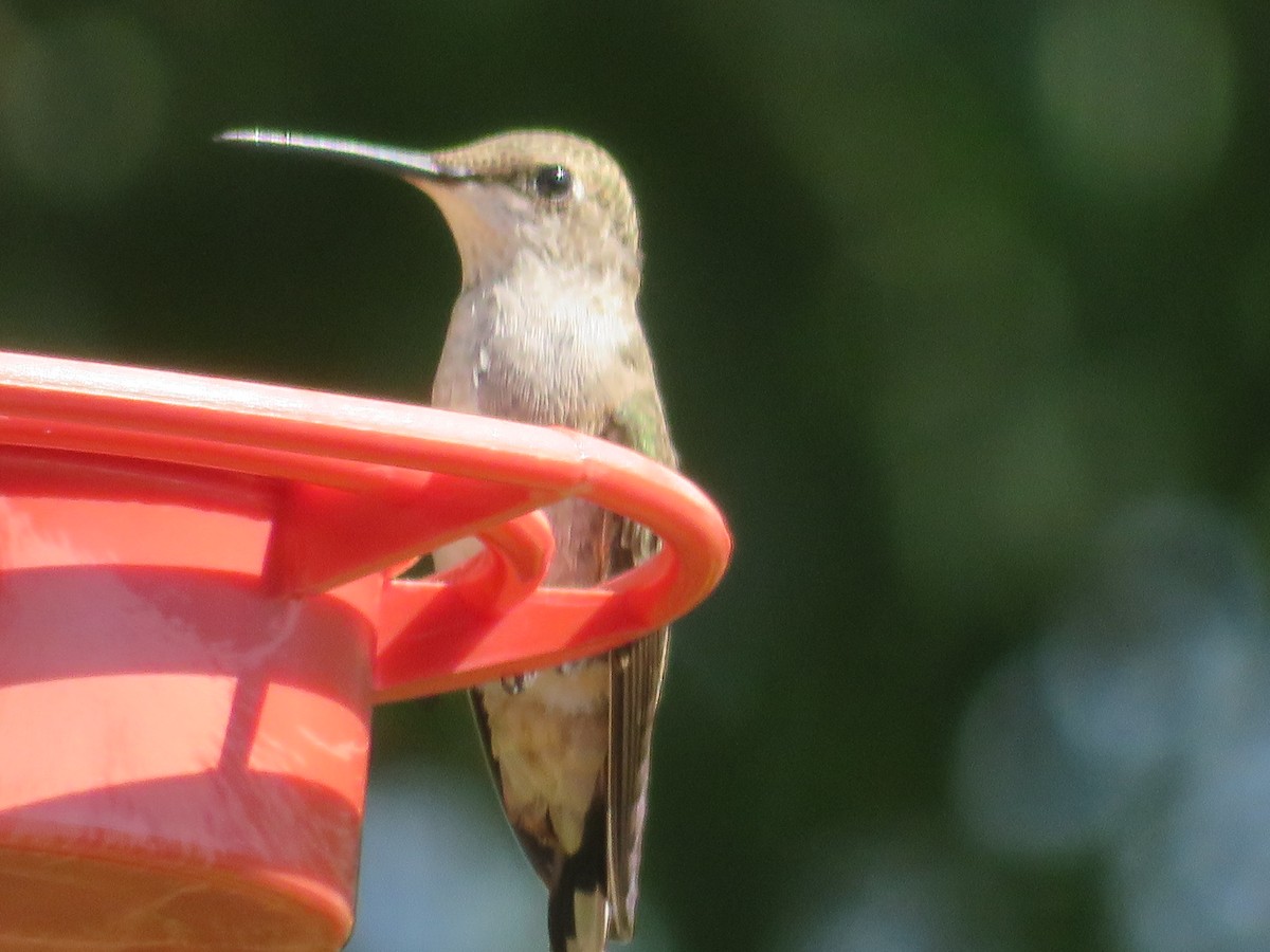 Black-chinned Hummingbird - ML620282772