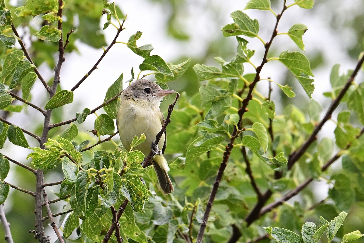 Braunaugenvireo - ML620282774