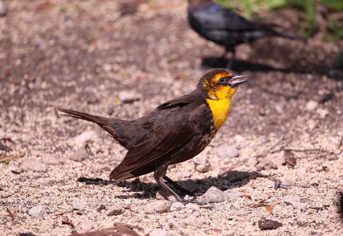 Yellow-headed Blackbird - ML620282775