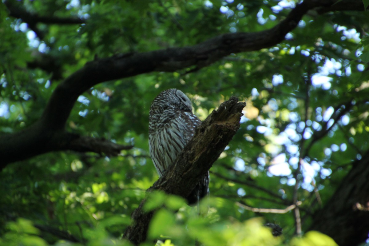 Barred Owl - Dan Belgum