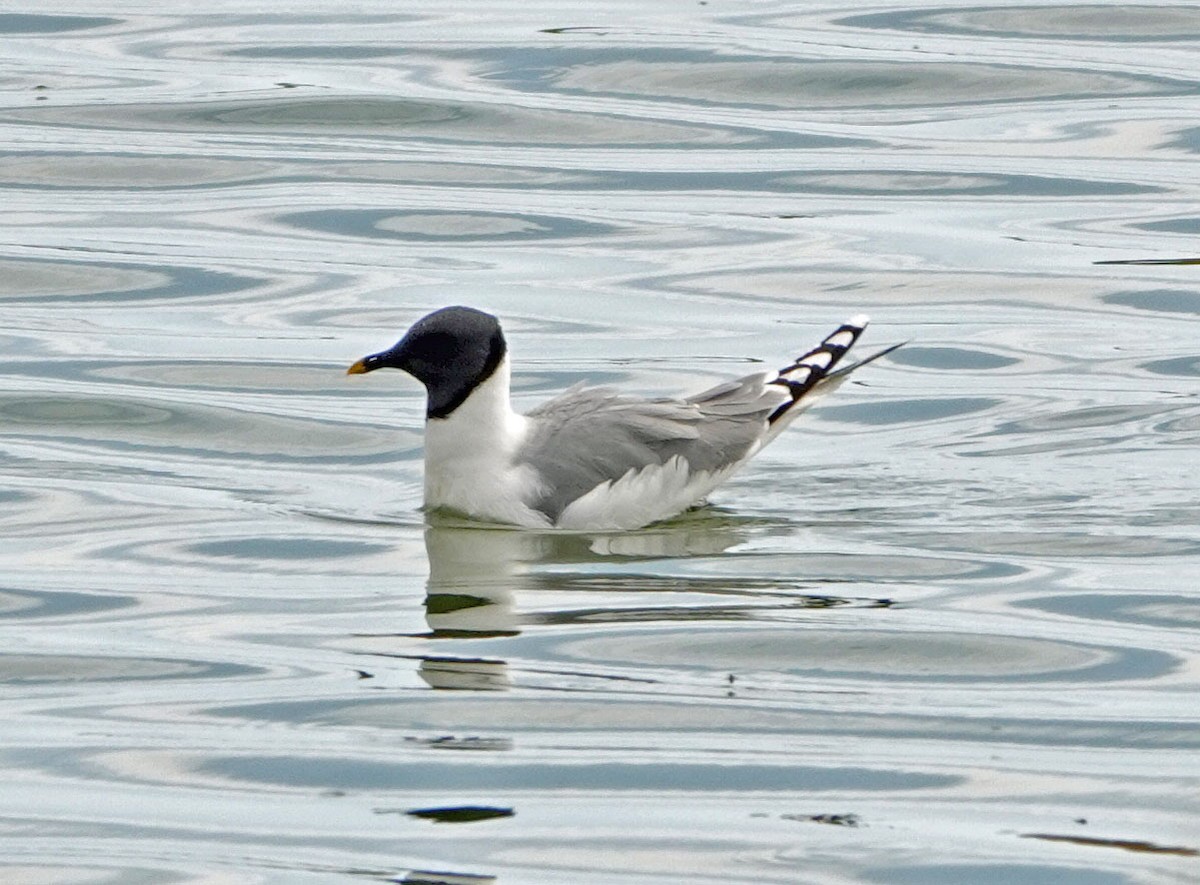 Sabine's Gull - ML620282780