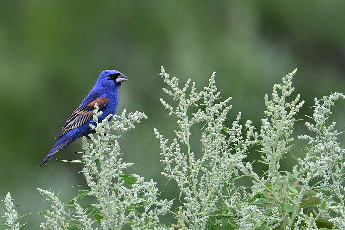 Blue Grosbeak - ML620282782