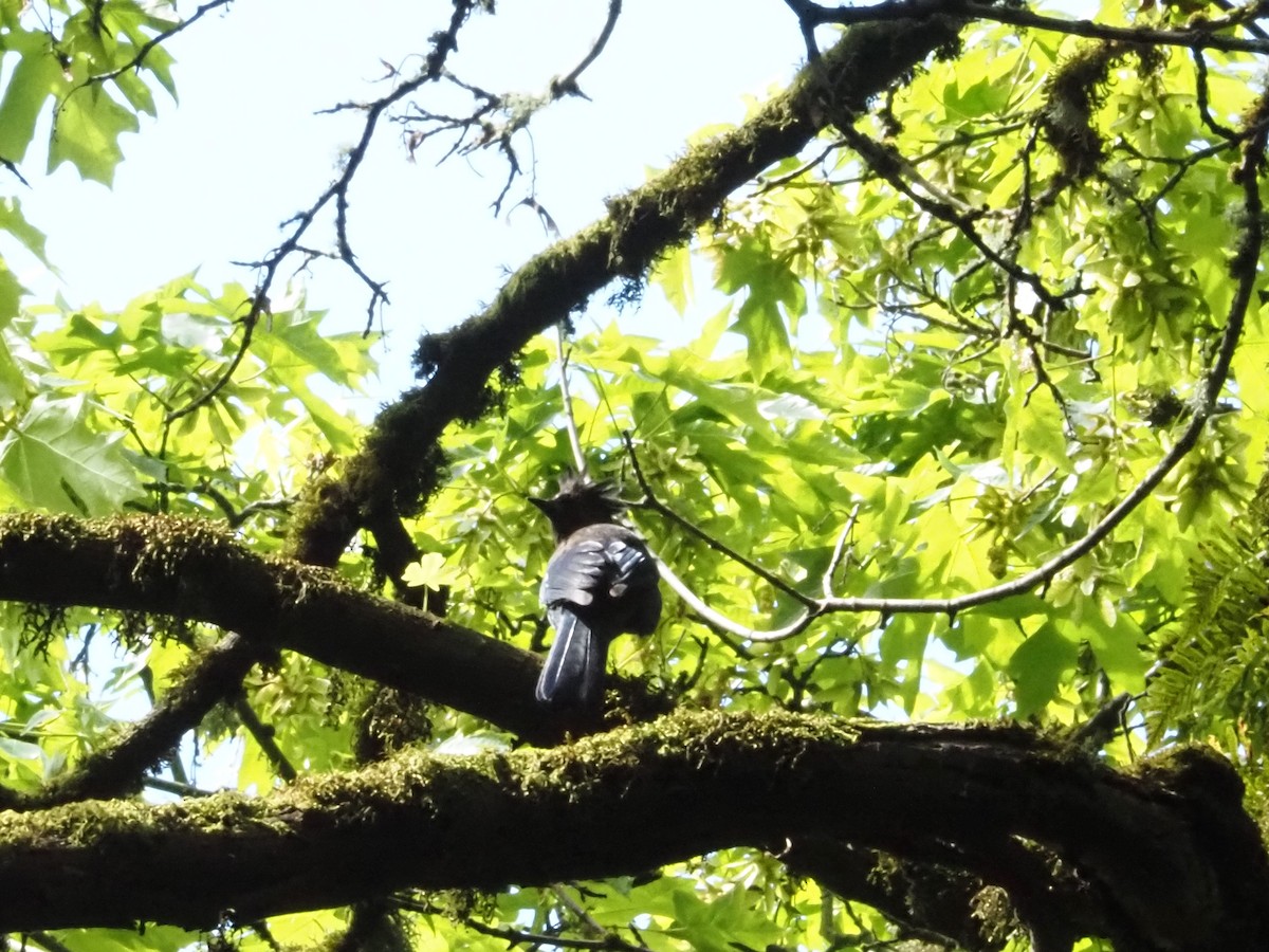 Steller's Jay - ML620282789