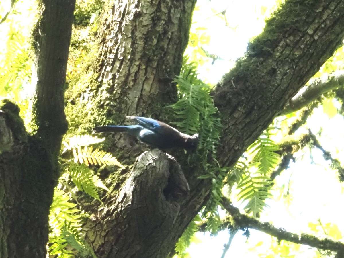 Steller's Jay - ML620282790