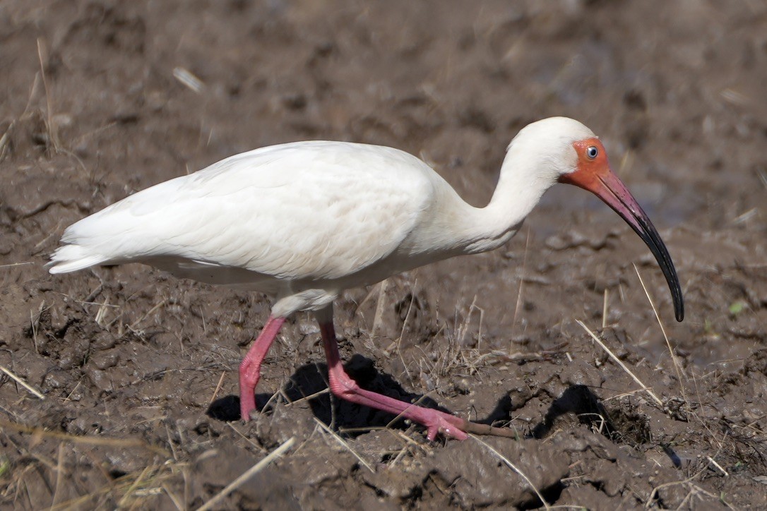 ibis bílý - ML620282793