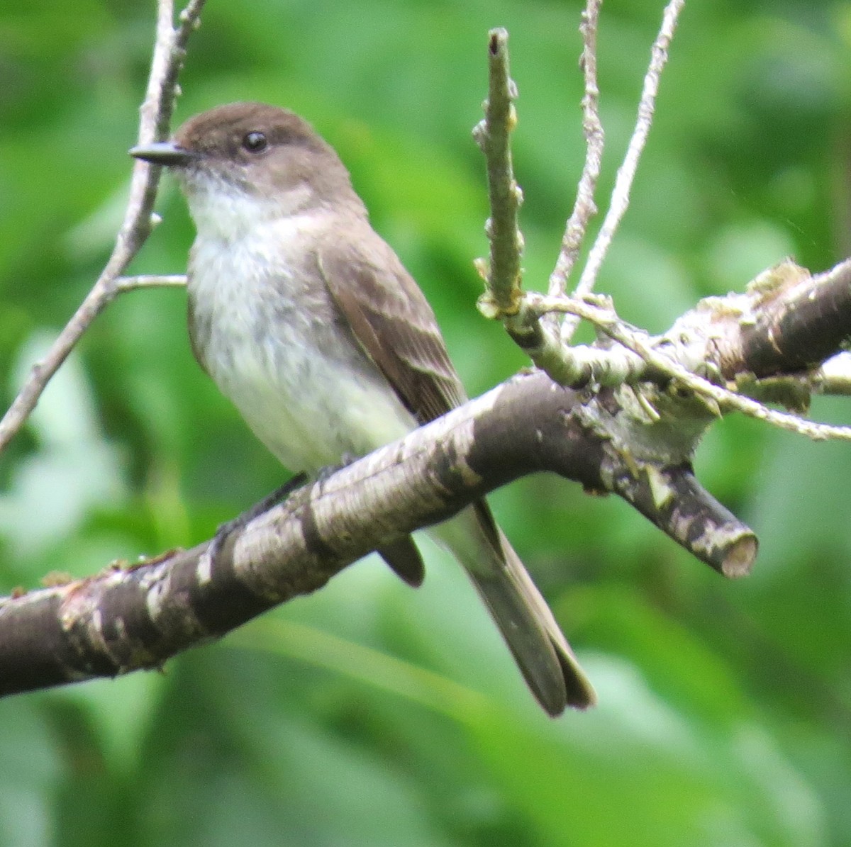 Eastern Phoebe - ML620282797