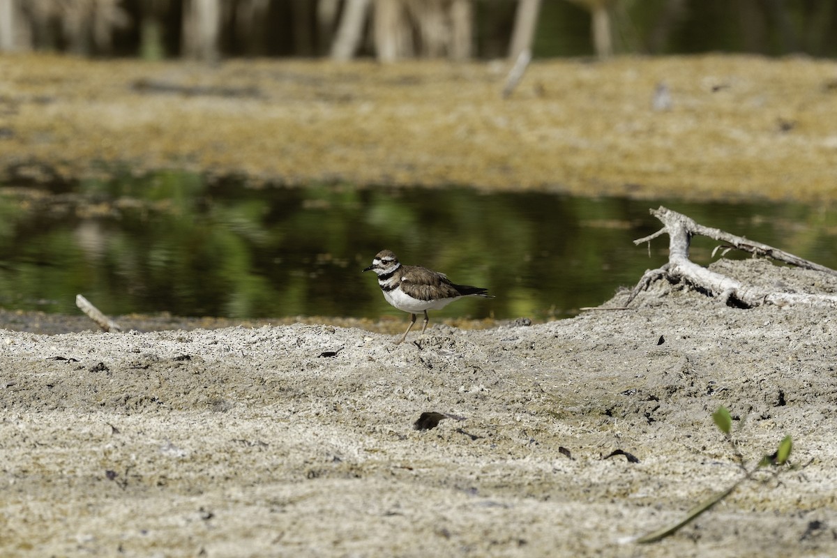 Killdeer - ML620282798