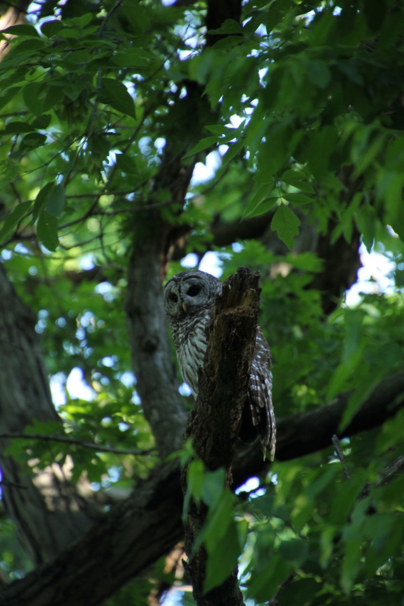 Barred Owl - ML620282799