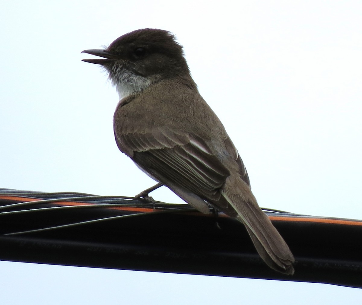 Eastern Phoebe - ML620282800