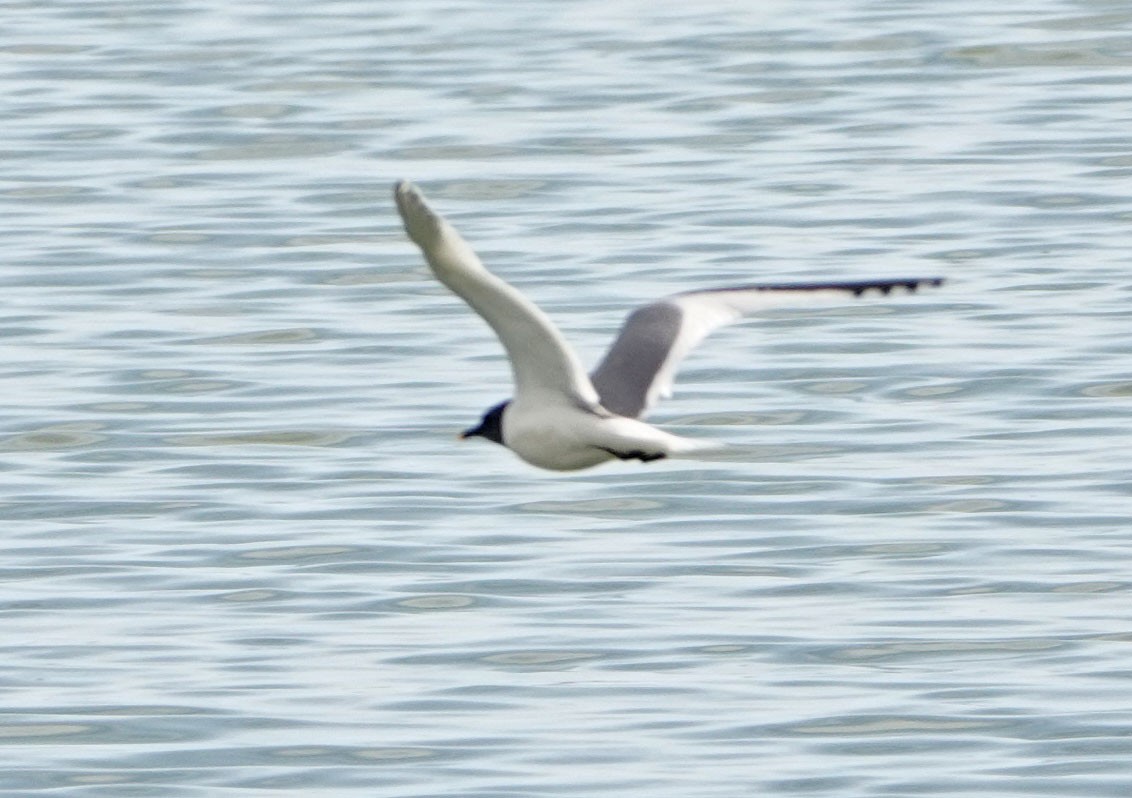 Sabine's Gull - ML620282805