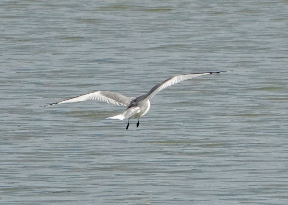 Mouette de Sabine - ML620282806