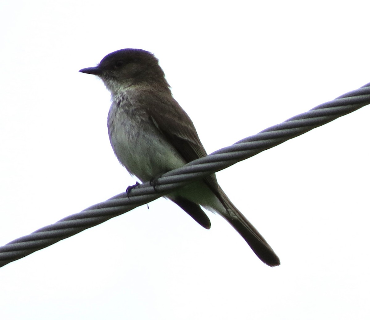 Eastern Phoebe - ML620282809