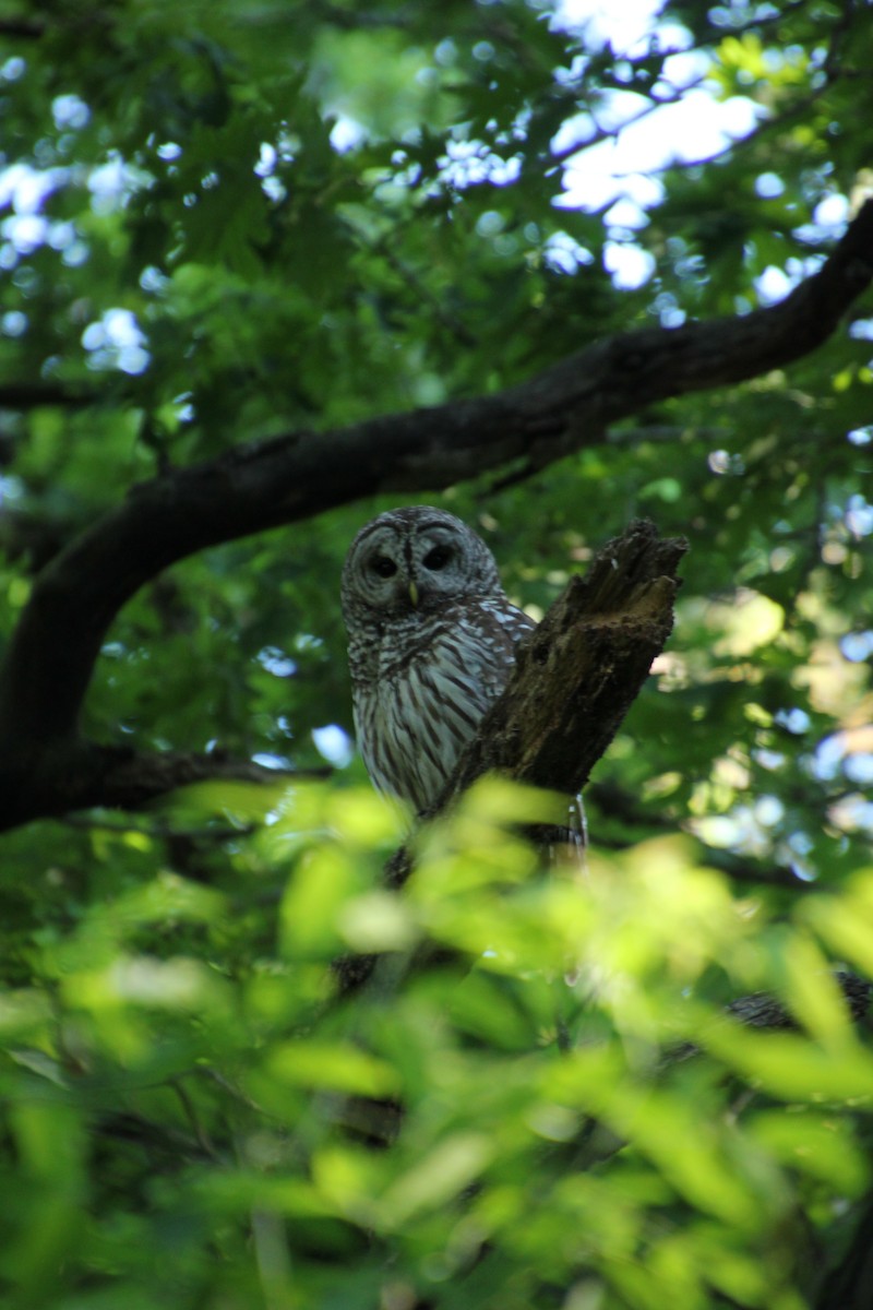 Barred Owl - ML620282811